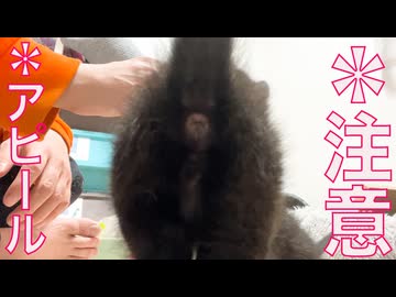 【＊↔︎✳︎注意】猫の＊、果てしない収縮のアピールたち