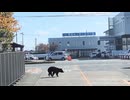 ホモと見る秋田県の町中に普通に現れてしまうツキノワグマ