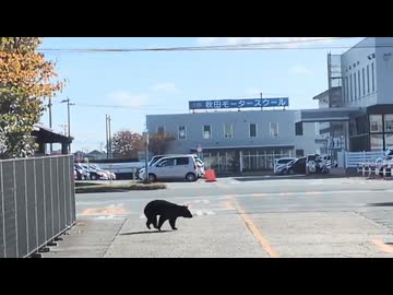 ホモと見る秋田県の町中に普通に現れてしまうツキノワグマ