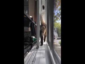 ホモと見る狭い通路で器用に方向転換するネコ
