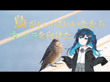鳥がいっぱいいたからカメラを向けた