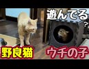 遊びに誘ってみたけれど…【野良猫】
