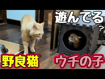 遊びに誘ってみたけれど…【野良猫】