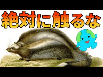 タテガミネズミを絶対に触ってはいけない理由【生物解説】