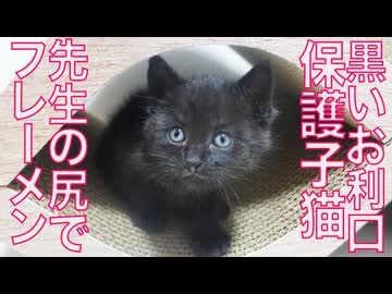 黒い子猫、先生のSiriでナイスフレーメン