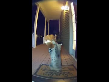 女vs夜中に音楽を奏でるネコ