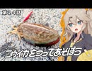 コウイカをつってあそぼう。第２４話【#春日部つむぎ誕生祭2025】