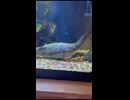 ホモと見るネッシーみたいなウナギのペット