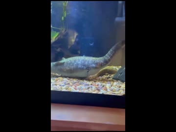 ホモと見るネッシーみたいなウナギのペット