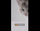 可愛さ反則級！子猫で心ほどける30秒