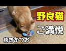 おいしいの食べたでしょうに…【野良猫】