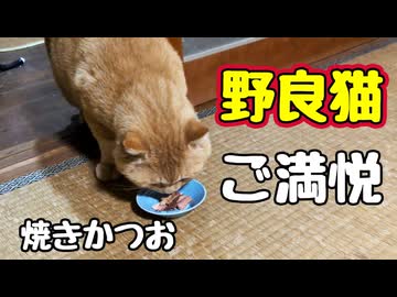 おいしいの食べたでしょうに…【野良猫】