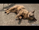 テレビでも紹介されたドリフト猫！！