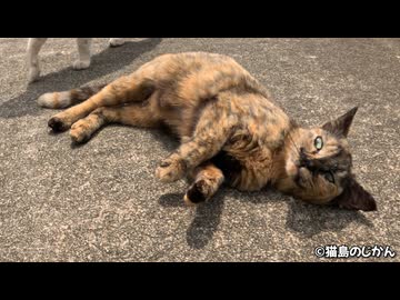 テレビでも紹介されたドリフト猫！！