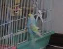 17秒後に出てきてよじ登るインコ 毛繕いするキンカチョウ2025年11月14日