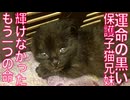 黒い子猫兄妹、躍動できなかったもうひとつの命