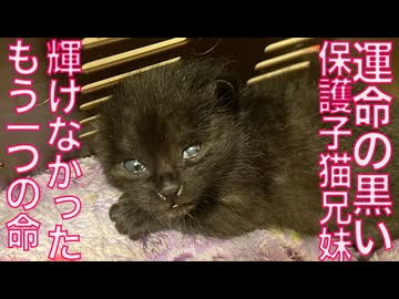 黒い子猫兄妹、躍動できなかったもうひとつの命