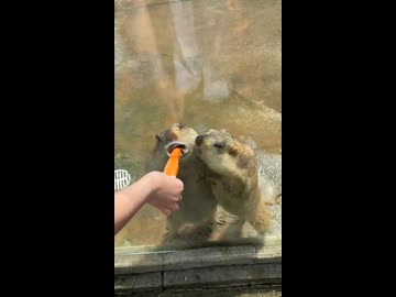 ホモと見るビーバーに餌をあげられる動物園