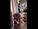 こわいぬ