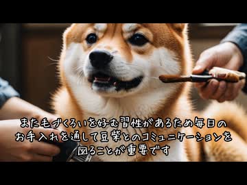 豆柴の魅力！