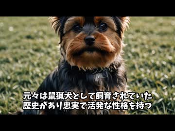 ヨークシャー・テリアって犬種、知ってる？