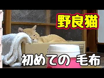 毛布 気に入った？【野良猫】