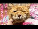賢きボス猫、足の負傷の処置をすすんで受ける