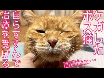 賢きボス猫、足の負傷の処置をすすんで受ける