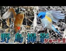 野鳥撮影ショート2