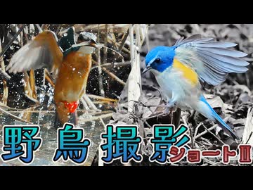 野鳥撮影ショート2