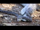 ウサギを丸吞みしたヘビ