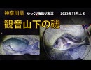三浦半島　夜釣り　2025年 11月上旬　今年の11回目の釣行