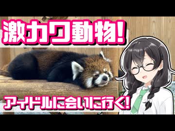 【花隈千冬車載】レッサーパンダに会える道の駅「西山公園」と旅先ハプニング！