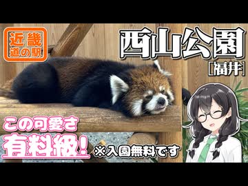 【レッサーパンダin道の駅】-福井 西山公園編- 寄り道多めの近畿「道の駅」スタンプラリー #5【VOICEROID車載・花隈千冬(VOICEPEAK)】