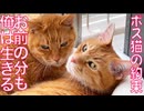ケガしたボス猫、看取った相棒猫への最後の約束