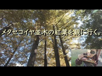 メタセコイヤ並木の紅葉を観に行く。