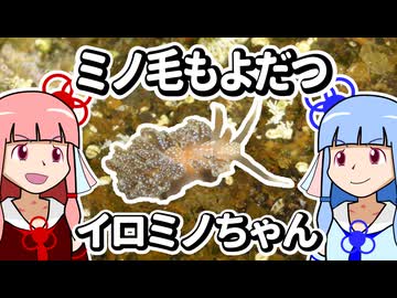 【ウミウシ解説】ミノ毛もよだつ イロミノちゃん【琴葉姉妹の磯遊び】