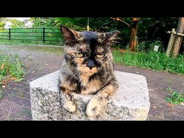 【尊すぎる】駐車場の野良猫をナデナデしたら小声で喜んでくる件ｗｗｗ