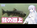 サケの遡上を見てきたよ【COEIROINK投稿祭2025】