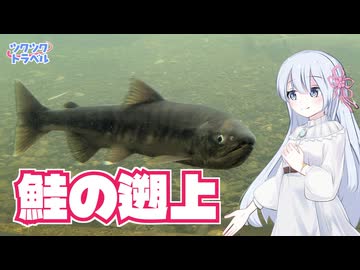 サケの遡上を見てきたよ【COEIROINK投稿祭2025】