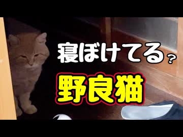 気持ちよさそうに寝てました【野良猫】