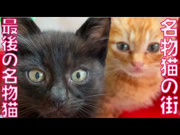 街一番のアホ猫、街の最後の名物猫になる