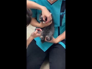 ホモと見る爪を切る間恐怖で足が震えるウサギ