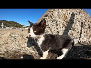 【尊い散歩】ヨチヨチ子猫について行ったら可愛すぎて尊死した件