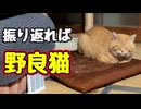 当たり前の様に座ってる【野良猫】