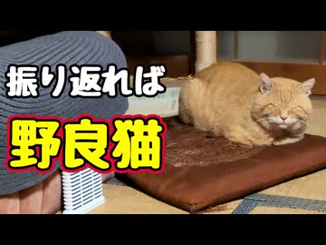 当たり前の様に座ってる【野良猫】