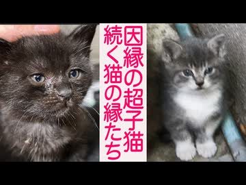 因縁のスーパーコネコチャン、その4年後の数奇な系譜