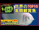 【豆知識】世界の高額鑑賞魚 TOP10