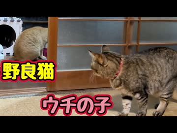 【野良猫】を のぞき見するウチの子