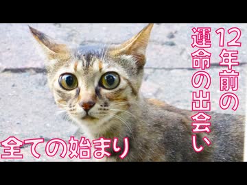 野良猫家族、12年の全ての物語の始まり